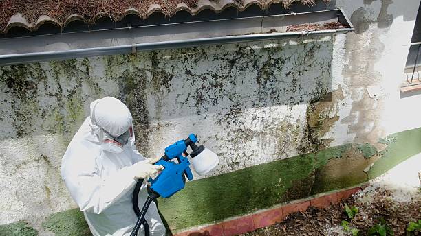 Mold Remediation service in Shiloh, Shiloh, IL